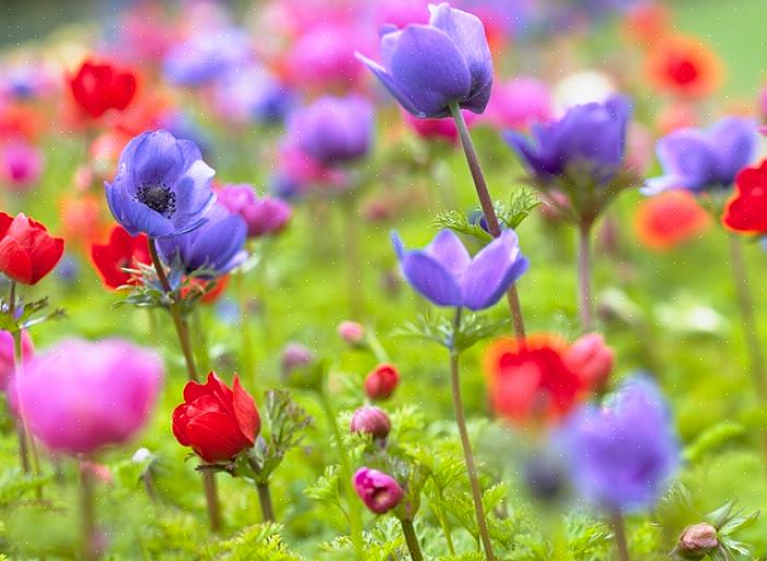 Anemone blomster har lenge vært en favoritt blant blomsterhandlere