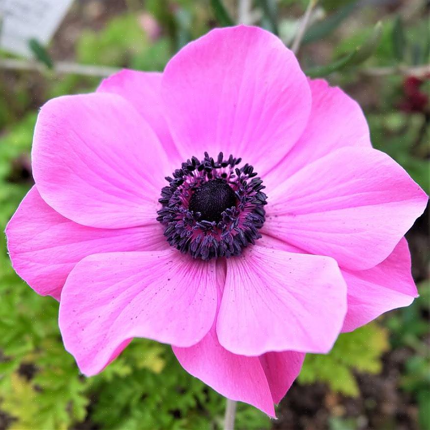 Anemone varianter vil legge eleganse til blomsteroppsatser