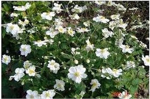 Anemone 'Honorine Jobert' er en av de viktigste engelske hageblomstene