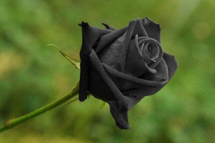 Hva betyr sorte roser