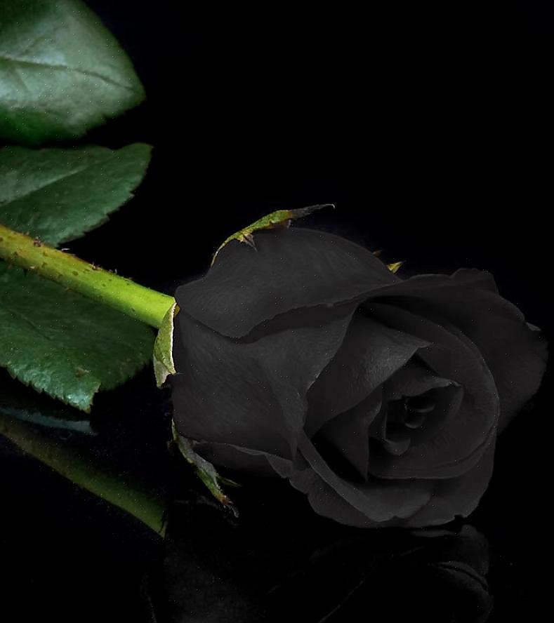 Hva betyr svarte roser