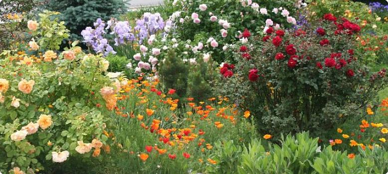 De rikelige sprayene med blå blomster oppslukte roseblomstene