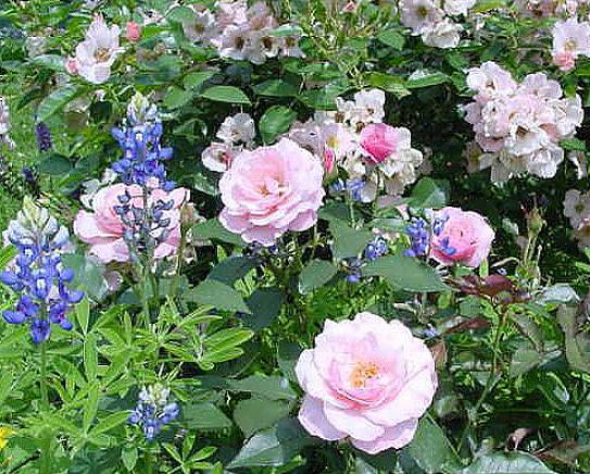 Den grå løvverk av caryopteris busker vil vakkert oppveie enhver farge rose