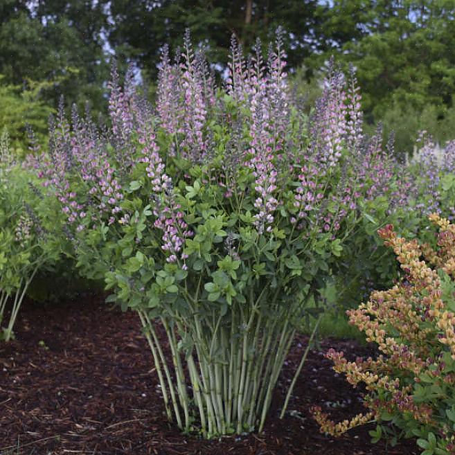 De fleste hostas elsker delvis skyggen