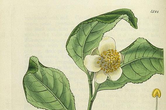 Camellia sinensis (eller teplante) brukes til å lage mest tradisjonelle koffeinholdige te