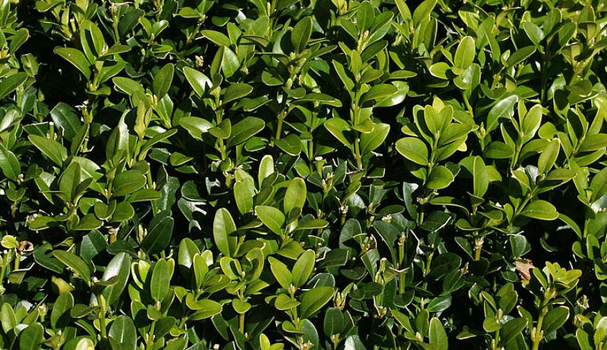 Evergreen viburnums er vakre bredbladede eviggrønne busker som gir fire sesonger med interesse i hagen