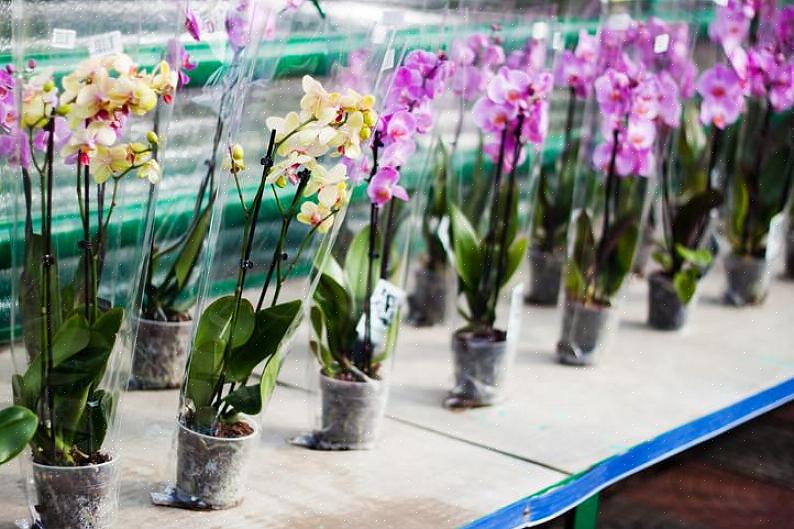 Å plukke en sunn orkide er viktig selv om planten er ment som en gave eller bare en skjerm på en bordplate