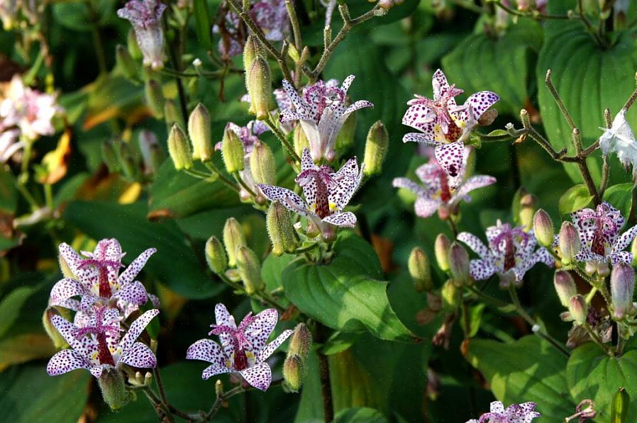 Tricyrtis ishiiana