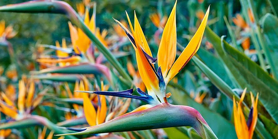 Strelitzia reginae (den oransje paradisfuglen)