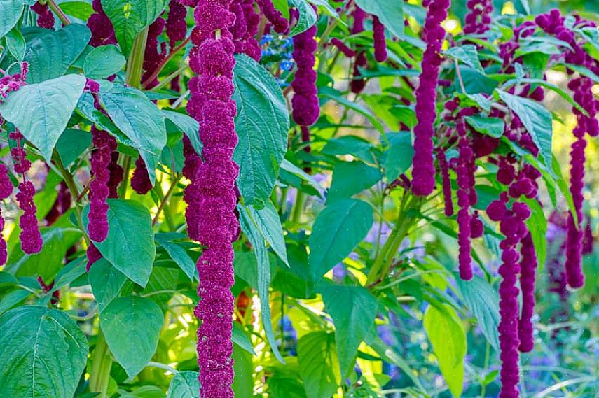 Vil amaranth sikkert få positive kommentarer i blomsterhagen din fra forsommeren til frost