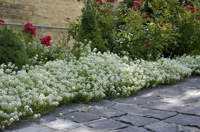 Hvite blomster tar gjetningen ut av et hagedesign