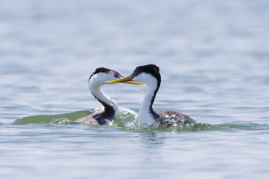 Western grebes