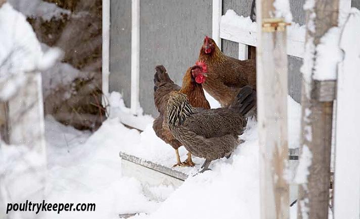 Kyllinger trenger ikke varmeapparat