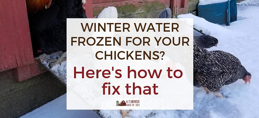 Du lurer kanskje på om kyllingene dine blir varme nok