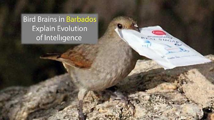 Som alle dyr er ikke alle fugler like intelligente