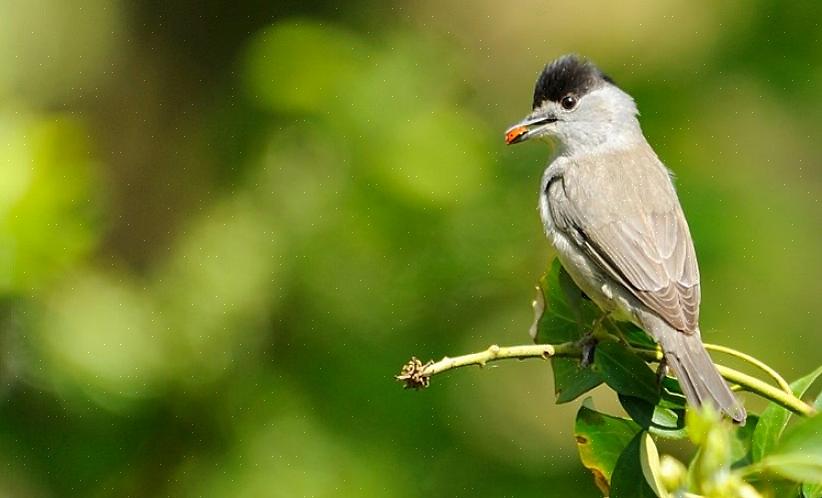 Der geografiske trekk oppfordrer fugler til å bevege seg i lengderetningen i stedet for i lengderetningen