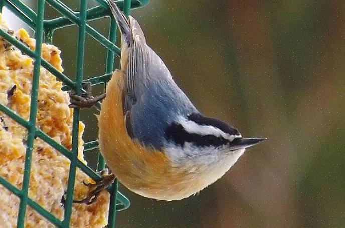 Nuthatches blir ofte sammen med denne typen fugler om vinteren