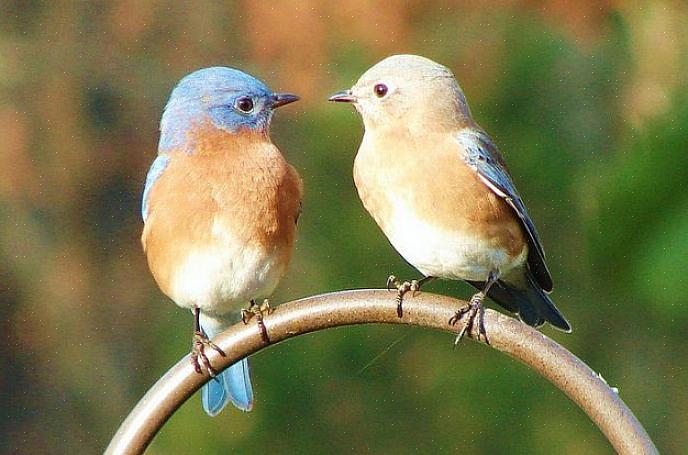 Og mange bakfuglefuglere kan tiltrekke seg blåfugler i hver sesong