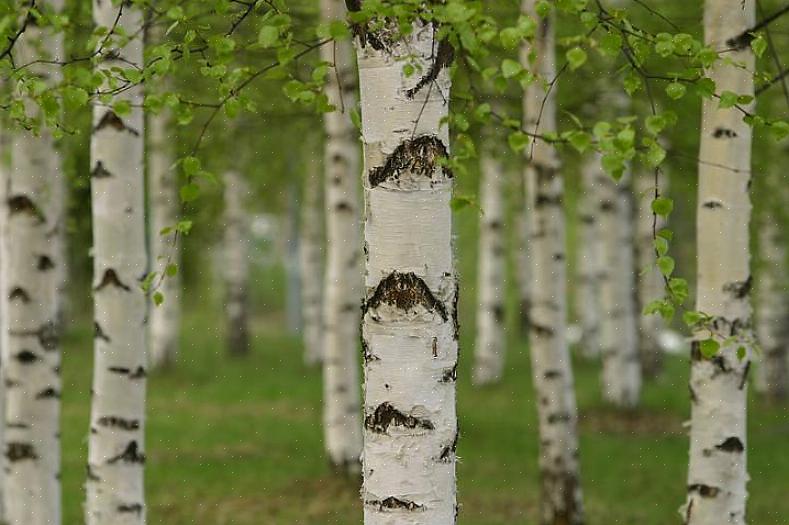 Papirbjørketrær gir et helårsforestilling med sine grønne blader sterkt kontrast mot den hvite barken