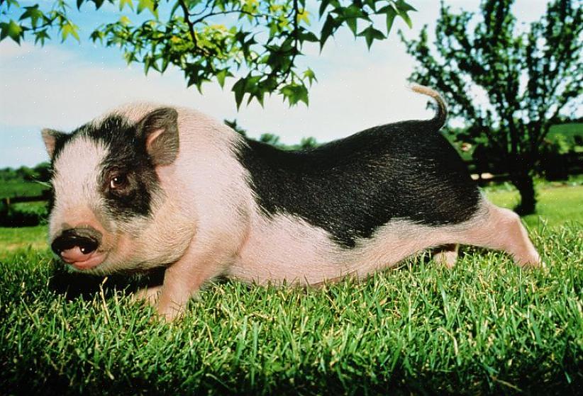 Potbellied griser har individuelle personligheter
