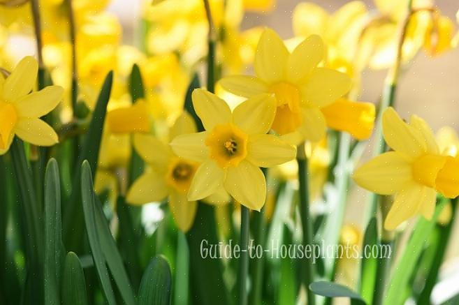 Påskeliljer vil leve og blomstre i flere tiår