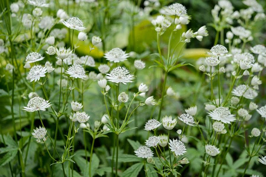 Deres gigantiske blomster