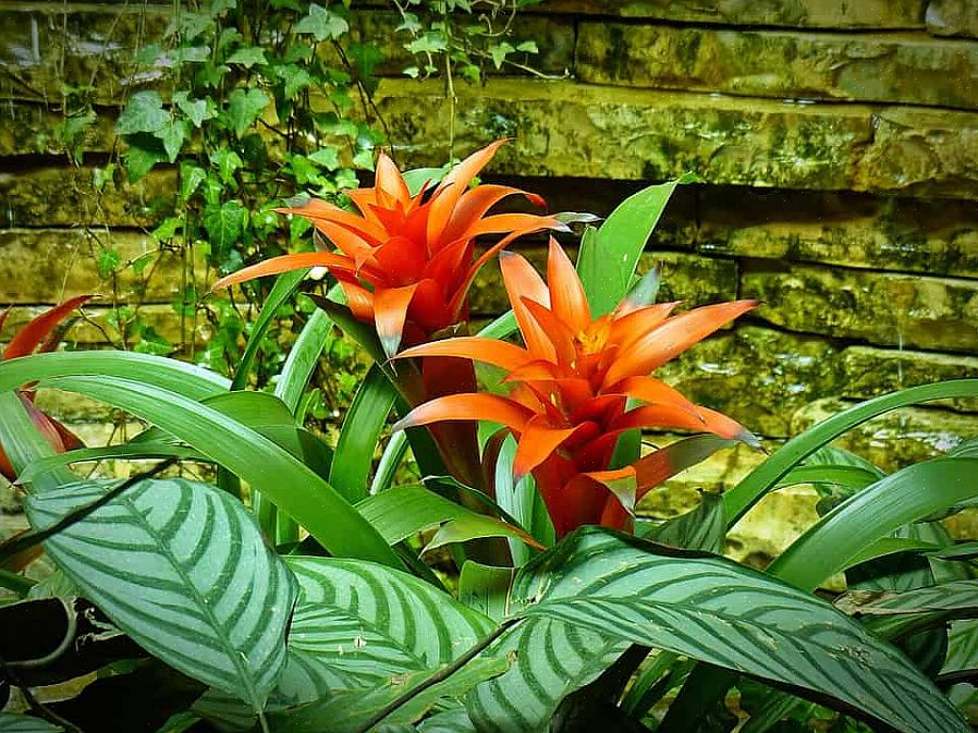 Utforsk 12 populære blomstrende planter som vil hjelpe deg å elske hagen din igjen når temperaturen stiger