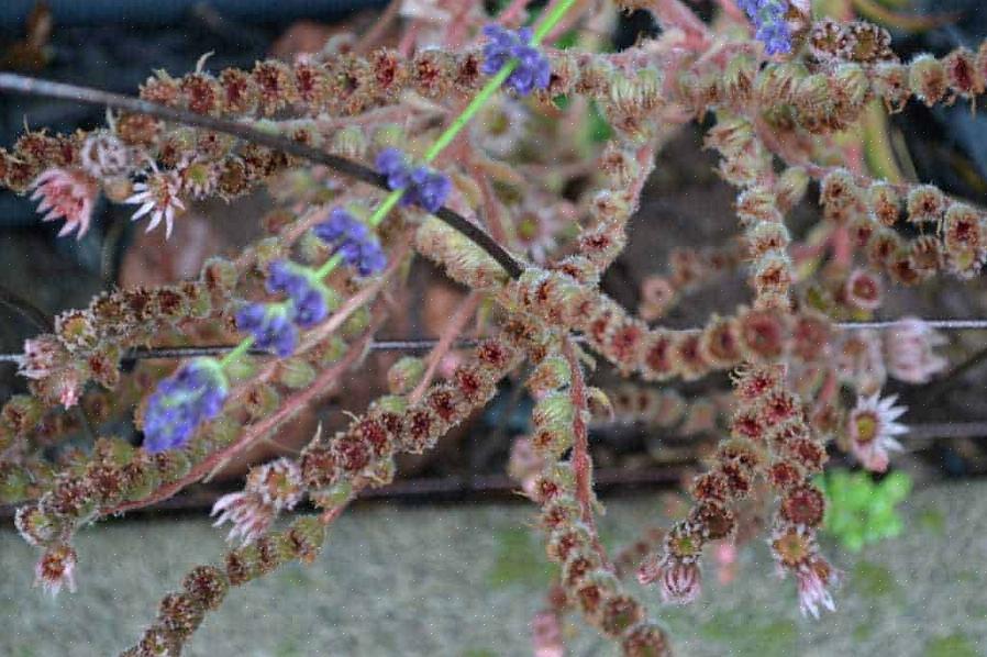 Kyllinger (Sempervivum tectorum) er lavvoksende eviggrønne saftige planter som ser litt ut som gummiroser