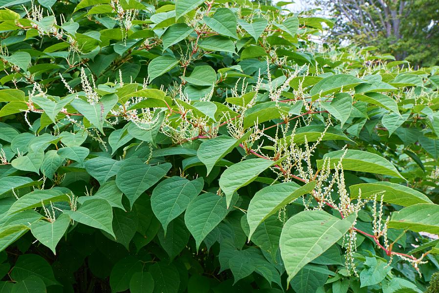 Kan japansk knotweed også bruke sitt "sovende forsvar" mot ugressmidlet