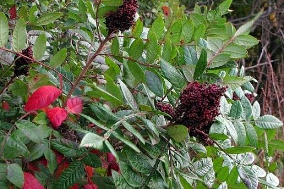 De på staghorn sumac er dekket av små hår