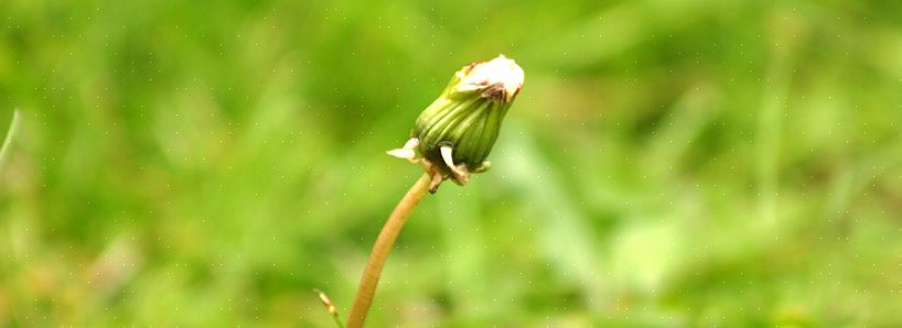 Den nevnte japanske knotweed kan være den mest avskårne planten som ingen noen gang har hørt om