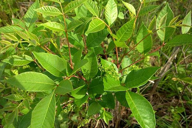 Stenglene av giftige sumakblader hjelper oss ytterligere til å identifisere planten