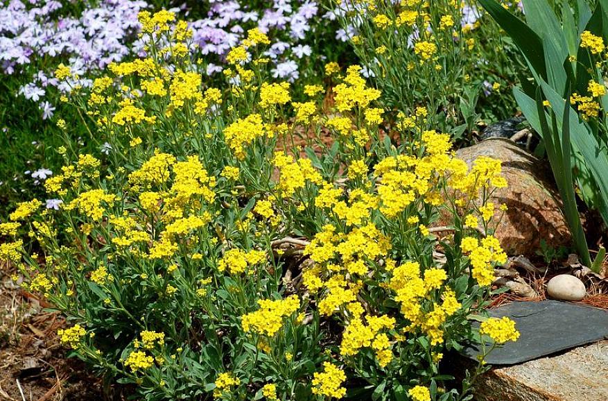 Gule alyssum blomster blir ofte dyrket i Europe Department of Agriculture (USDA) plantehardiness soner