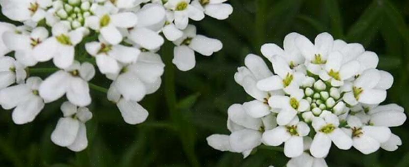 Candytuft (Iberis sempervirens) er en bakkeklemme flerårig blomst som ofte brukes som bunndekke