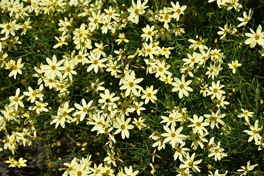 Taksonomi klassifiserer Moonbeam coreopsis blomster som Coreopsis verticillata 'Moonbeam,' sistnevnte