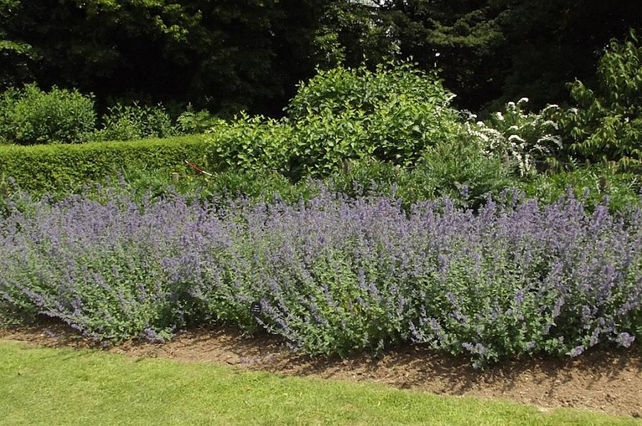 Planteaksonomi klassifiserer Six Hills Giant catmint som Nepeta x faassenii '6 Hills Giant.'