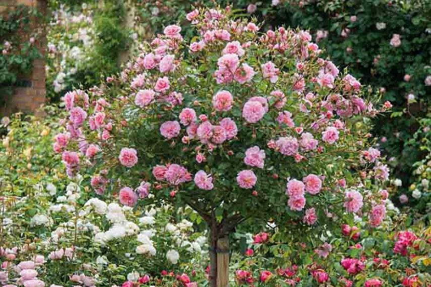 Hvordan dyrke rosebusk