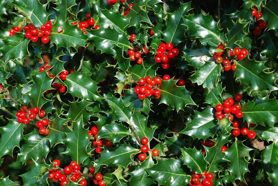 Holly planter (Ilex spp.) Er et mangfoldig parti