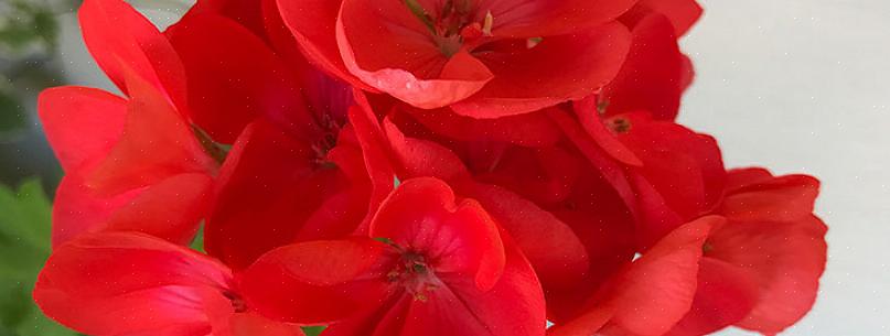 Geraniums gjør anstendige vinterplanter hvis du kan gi dem rikelig med sterkt lys