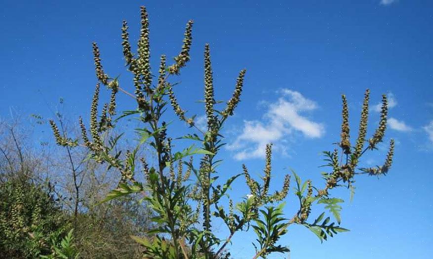 Til sammen utgjør vanlig ragweed