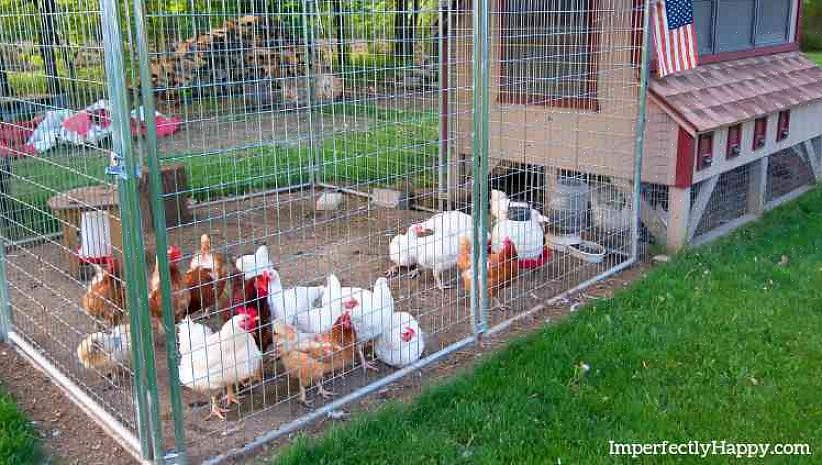 Planlegging av riktig kyllingekoopp begynner med å vurdere