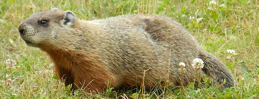 Så å holde gresset fritt for disse vanlige plenen ugress reduserer sjansene dine for å tiltrekke groundhogs