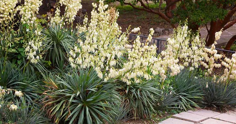 Du kan plante Yucca filamentosa i USDA hardiness soner 5 til 10