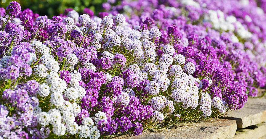 Søte alyssumblomster er blant de mest populære plantene som selges på hagesentre i Nord-Europa