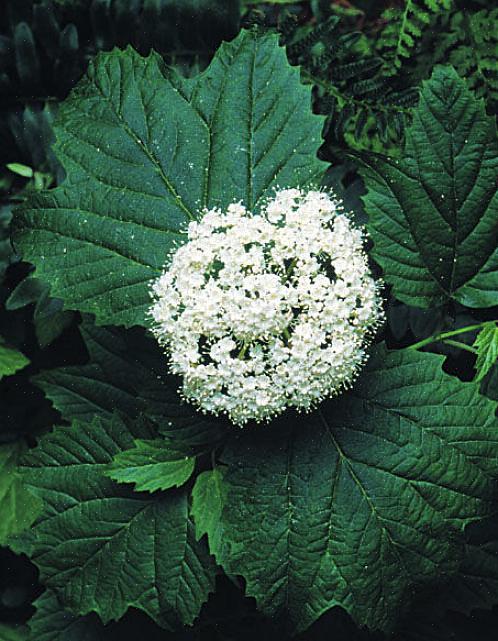 Plantetaksonomi klassifiserer pilvedviburnumbusker som Viburnum dentatum