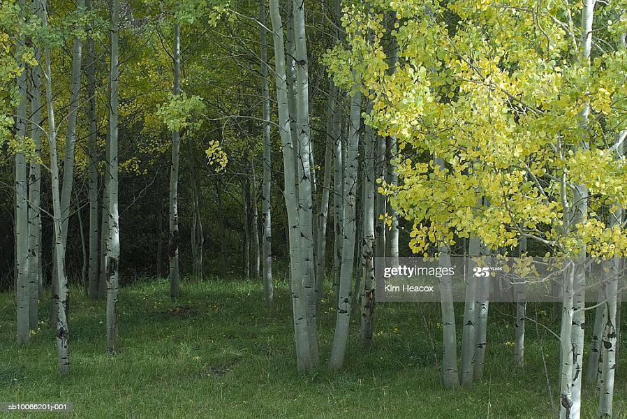 Skjelvende aspetrær (botanisk navn Populus tremuloides