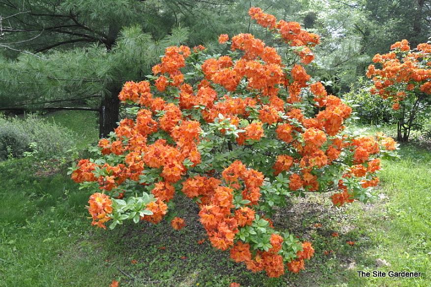 Gibraltar azalea-planter produserer klynger (kalt "takstoler"