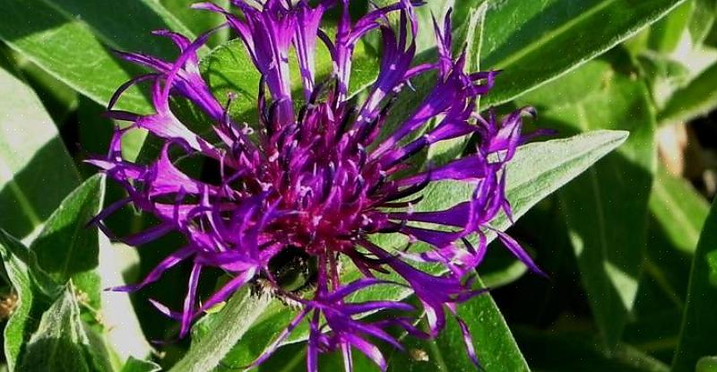 Planteaksonomi klassifiserer denne typen flerårige bachelor-knapp som Centaurea montana 'Amethyst Dream.'