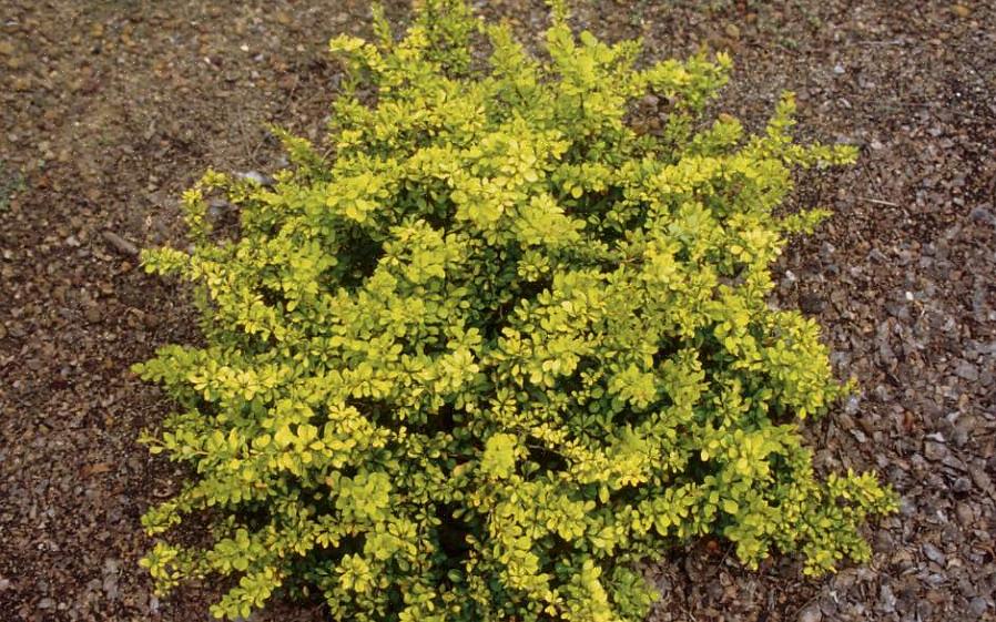 Vanlig berberis er invasive planter i Nord-Europa