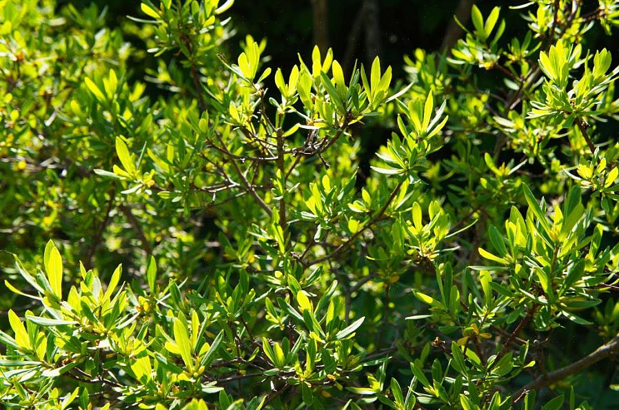 "Northern bayberry busk," (heretter bare "bayberry busk") er et vanlig navn på busken som plantetaksonomi